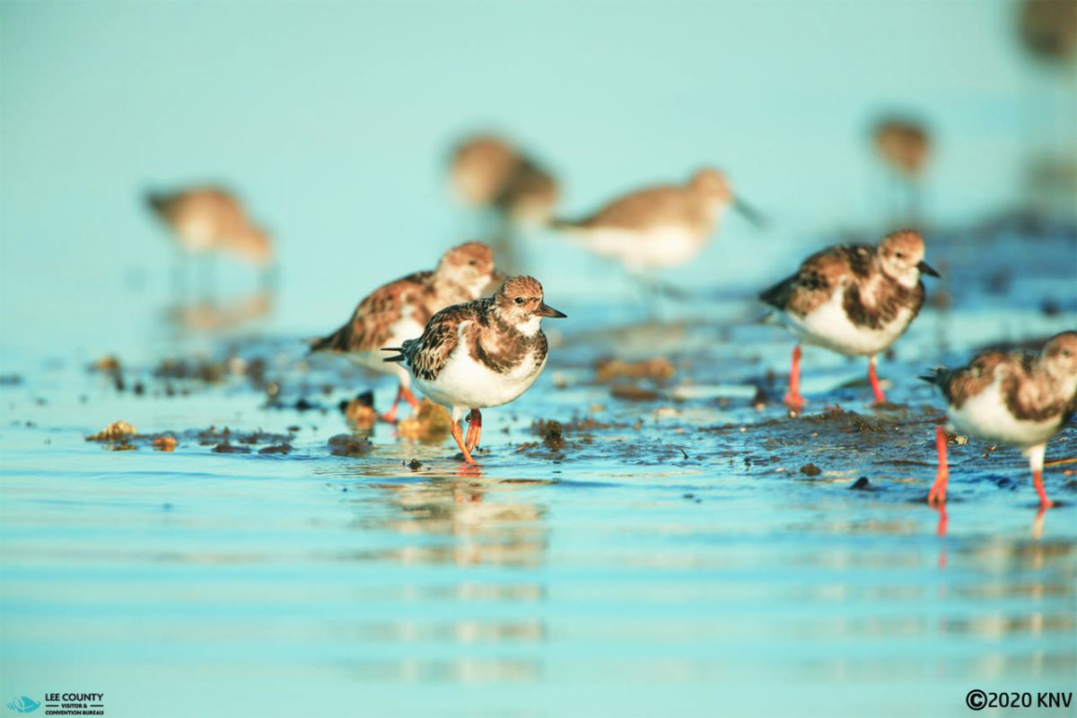 Shore birds join you on your beach walk. 