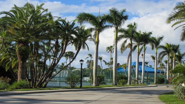 tennis area palm trees