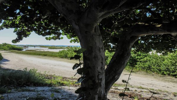 Tree on beach