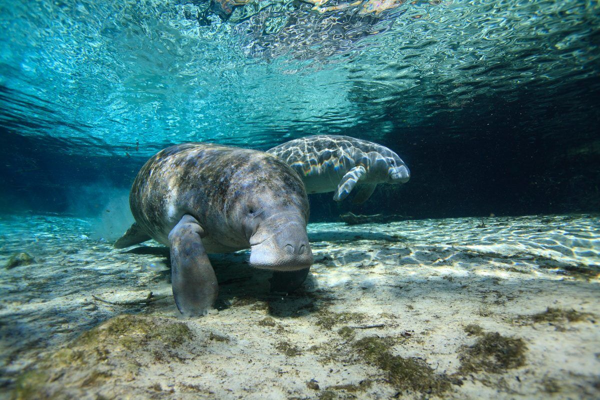 two manatees swimming underwater