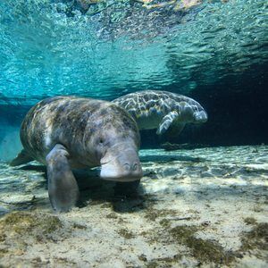 Two manatees swim near the sandy, sunlit ocean floor in clear turquoise water, seen from a close underwater perspective.